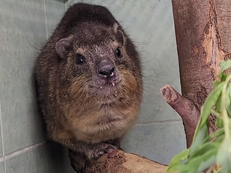 Добрые новости недели Добрые новости недели